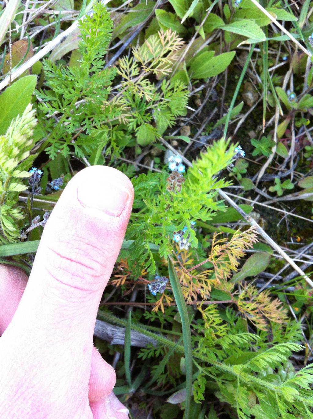 Nome Scientifico? - Myosotis sp.