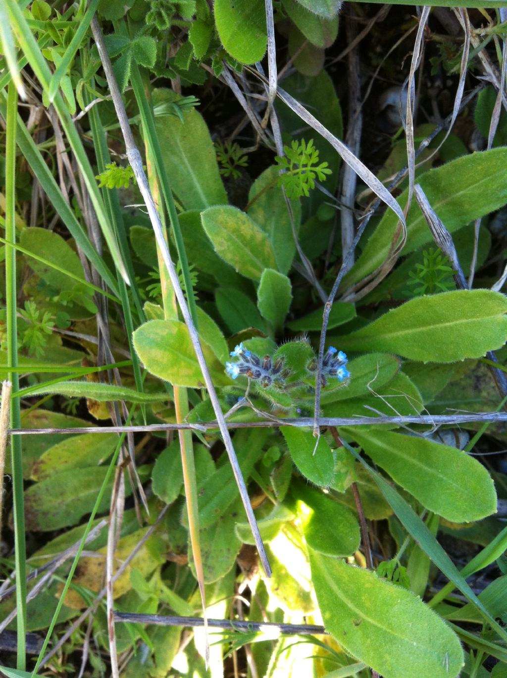 Nome Scientifico? - Myosotis sp.