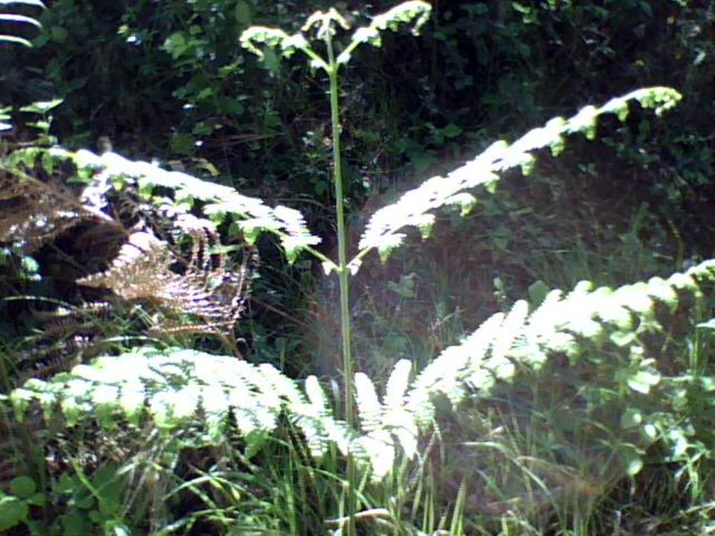 Pteridium aquilinum