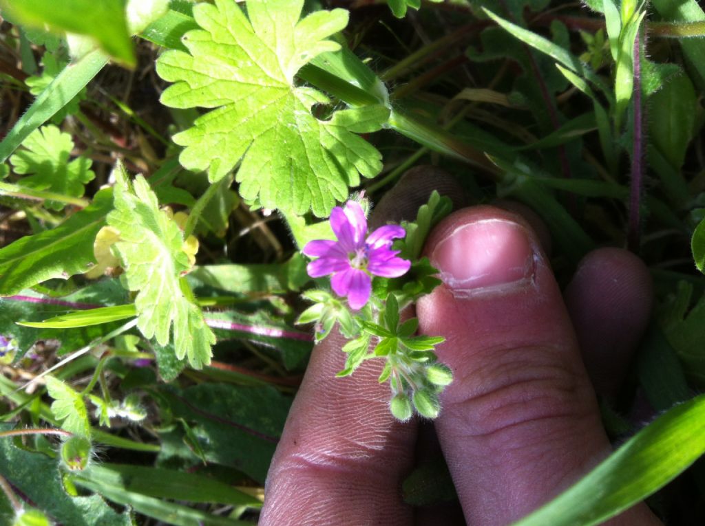 Geranium molle