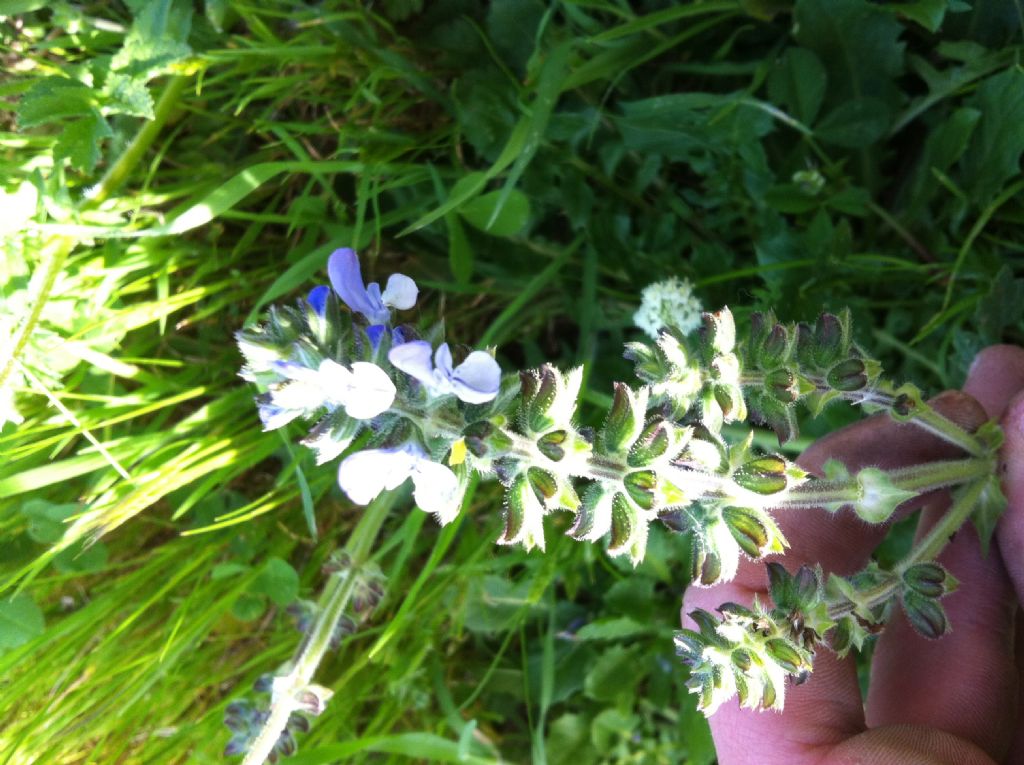 Salvia clandestina