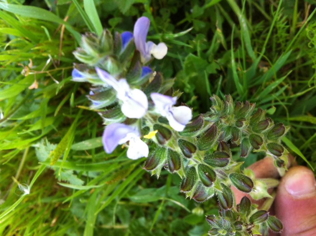 Salvia clandestina