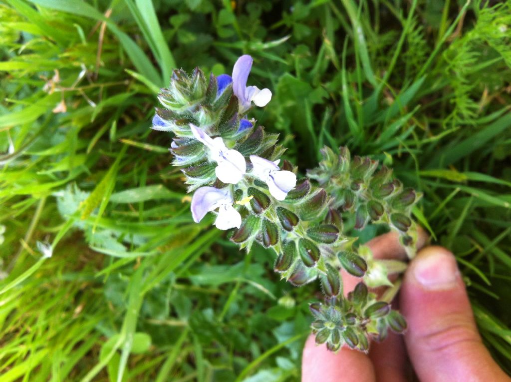 Salvia clandestina