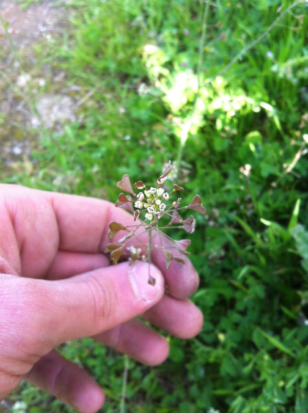 Capsella bursa-pastoris? - no, Capsella rubella