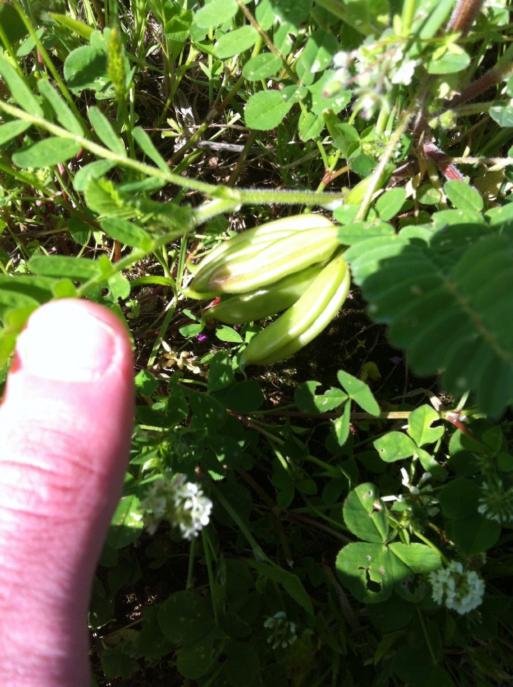 Astragalus boeticus / Astragalo spagnolo