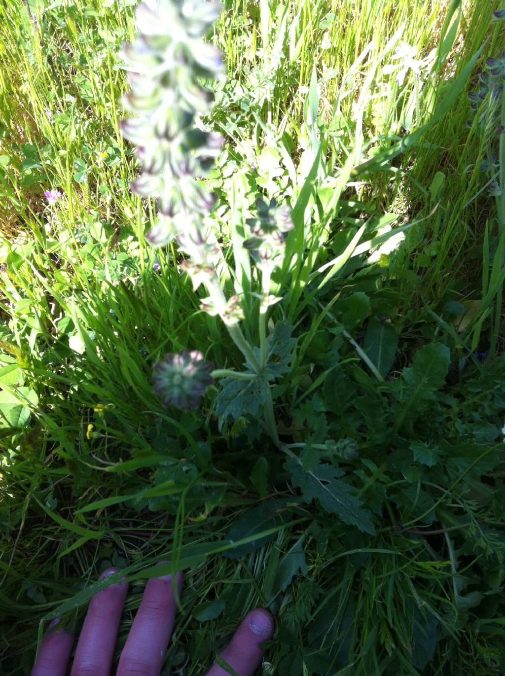 Salvia clandestina