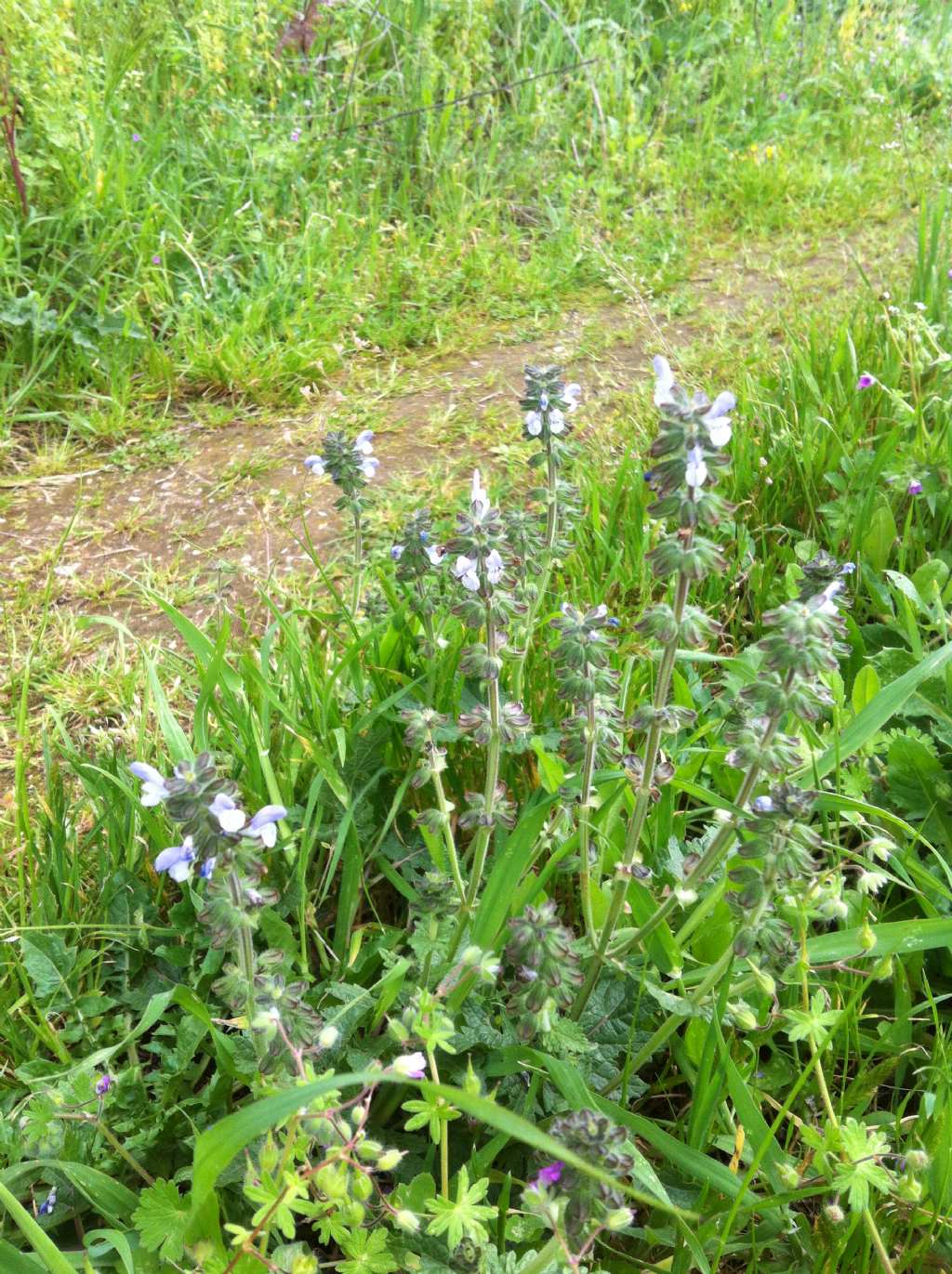 Salvia clandestina