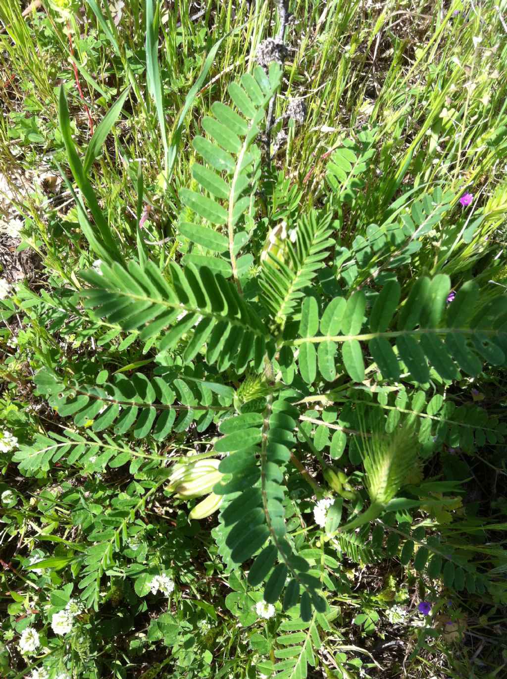 Astragalus boeticus / Astragalo spagnolo