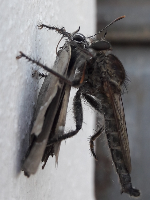 Chi  il predatore di farfalle?  Un Asilidae sp.