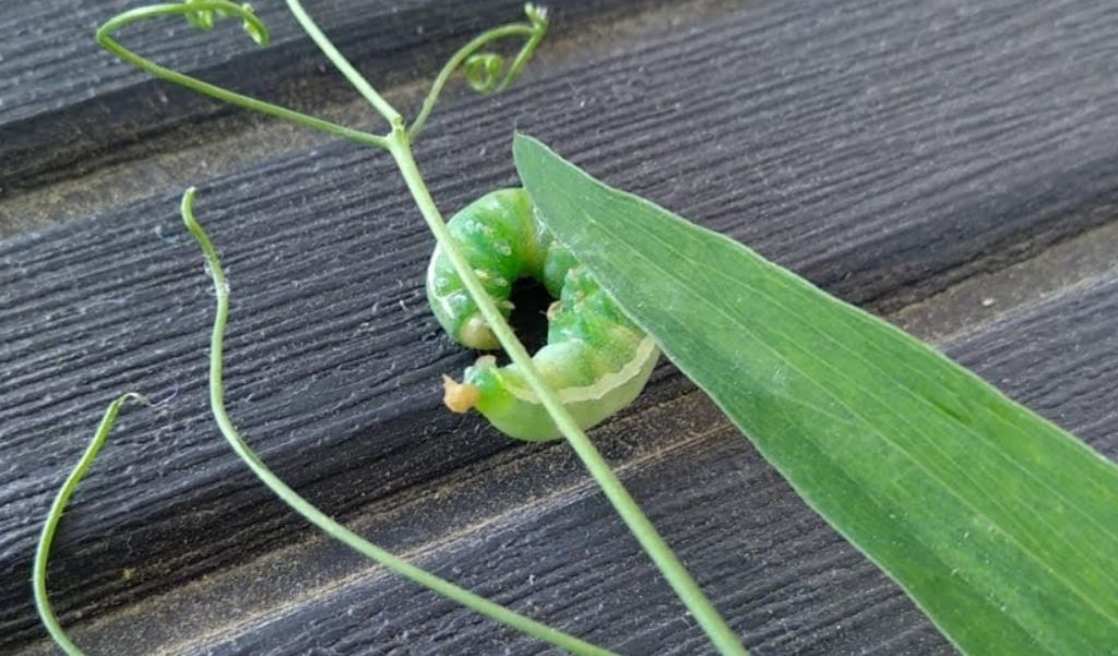 Bruco verde: di Noctuidae?  S