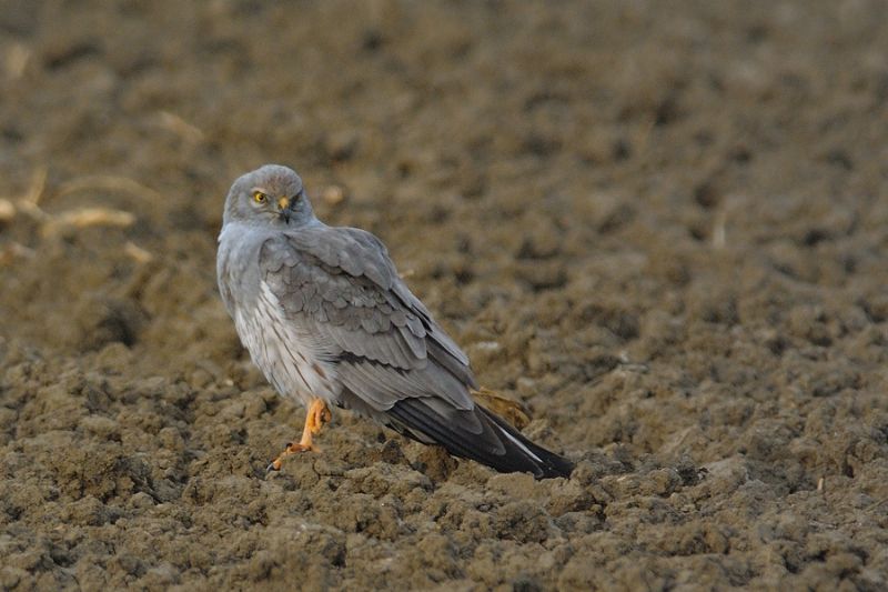 Albanella minore, maschio