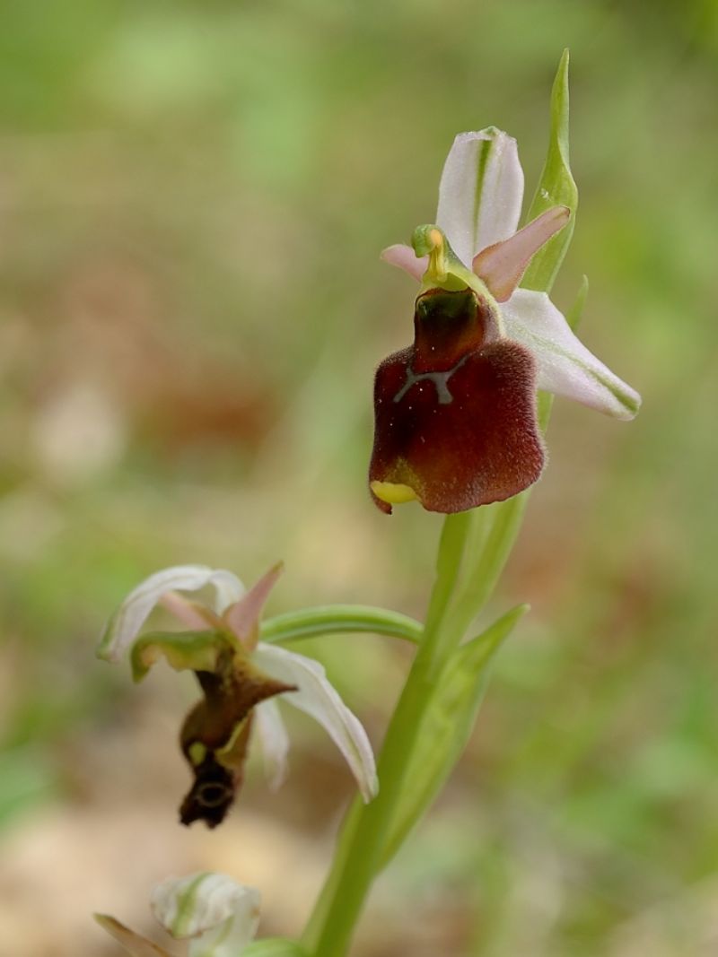 Ophrys .... ??