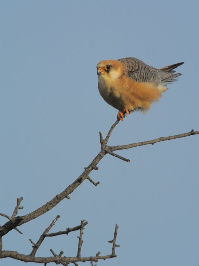 Falco cuculo, femmina