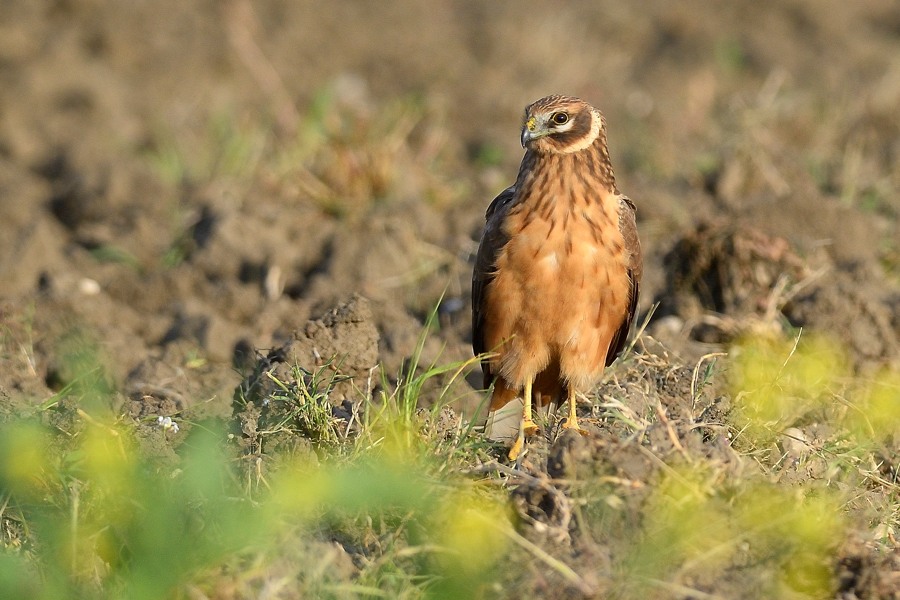 Albanella pallida, immaturo