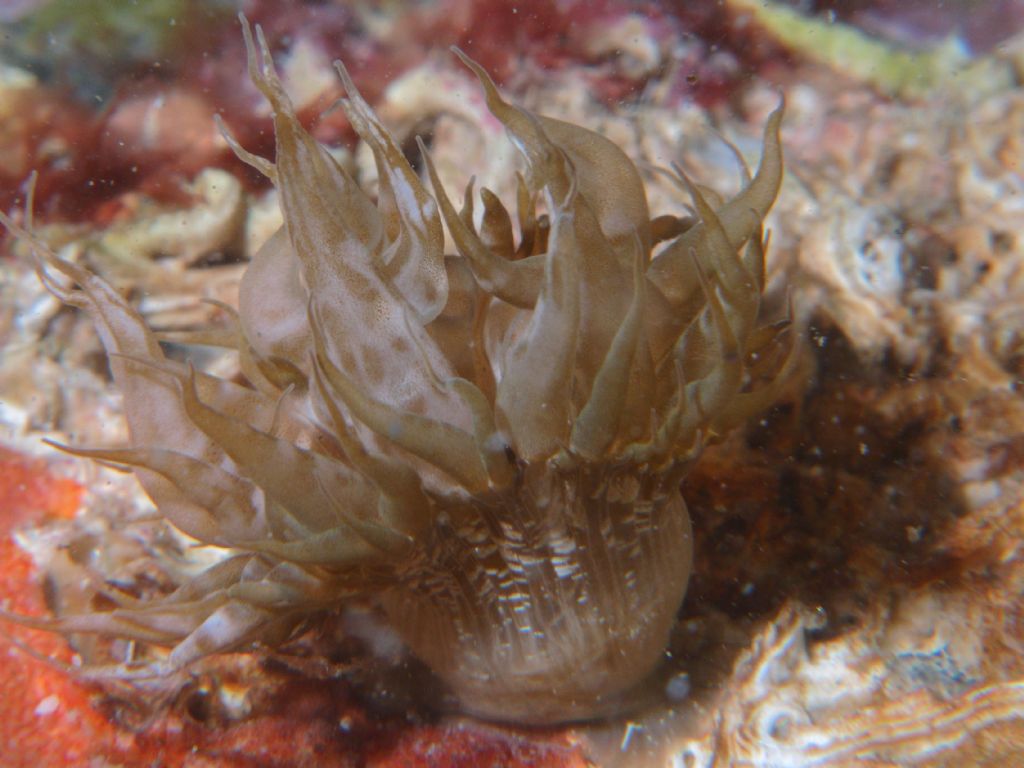 Anemone sotto i sassi