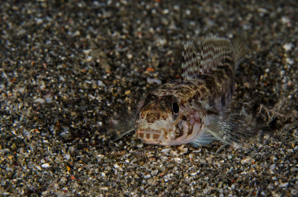 giovanile Gobius geniporus