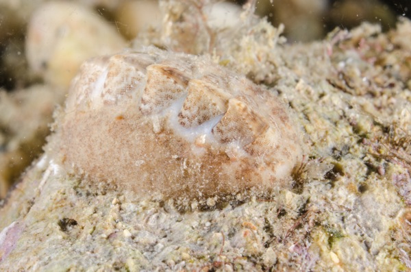 Acanthochitona