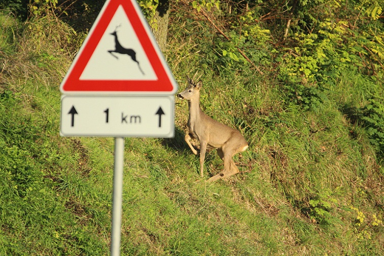 pericolo attraversamento fauna selvatica