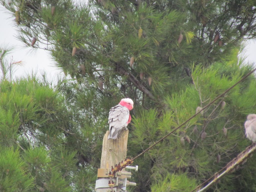 cacatua rosa