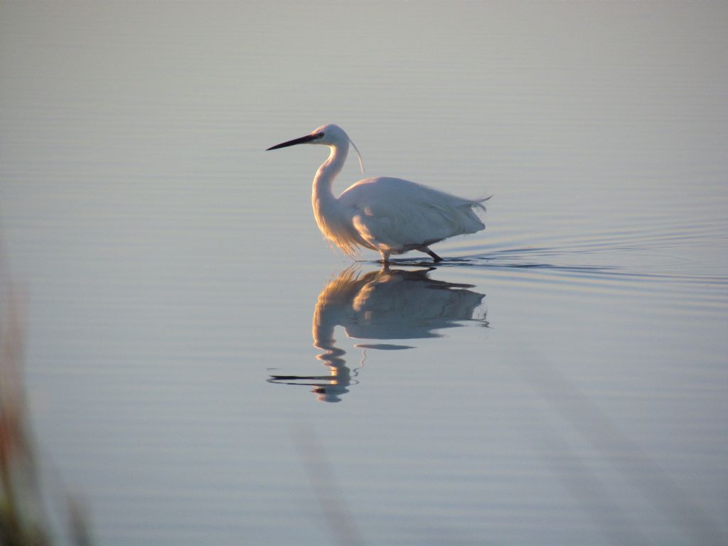 garzetta al tramonto