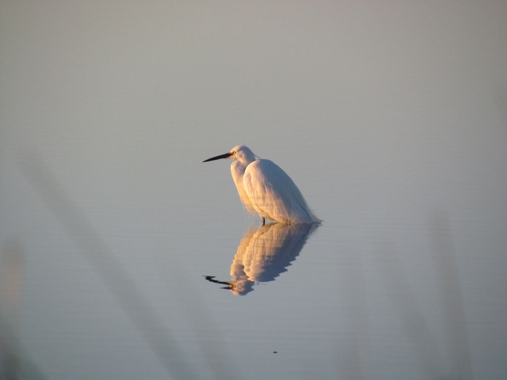 garzetta al tramonto