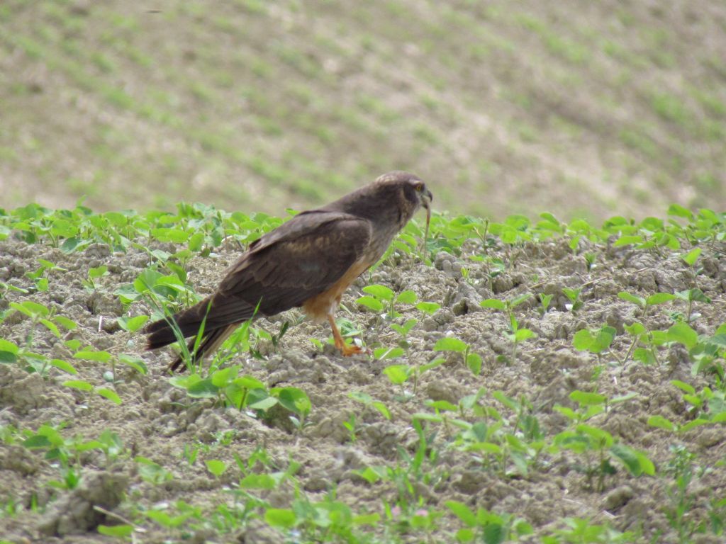 albanella minore mangia lucertola