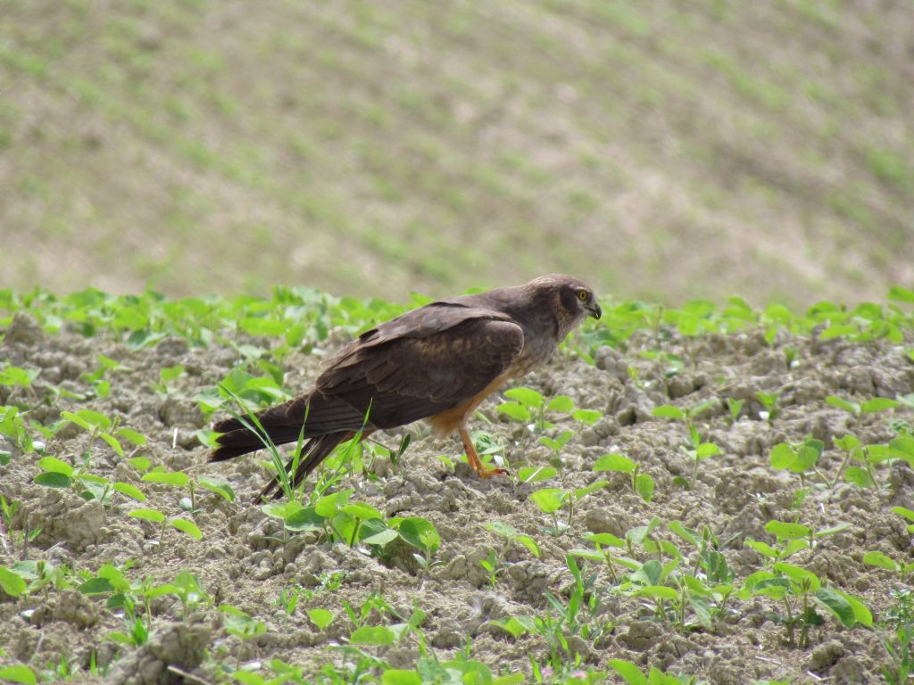 albanella minore mangia lucertola