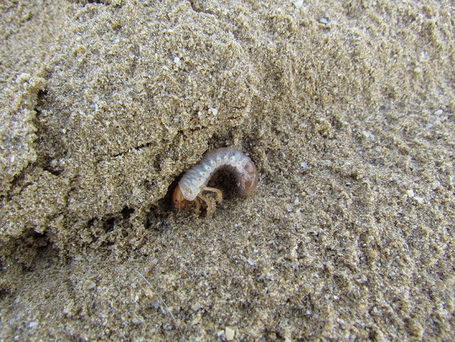 Larva di Scarabaeoidea (Melolonthidae?)