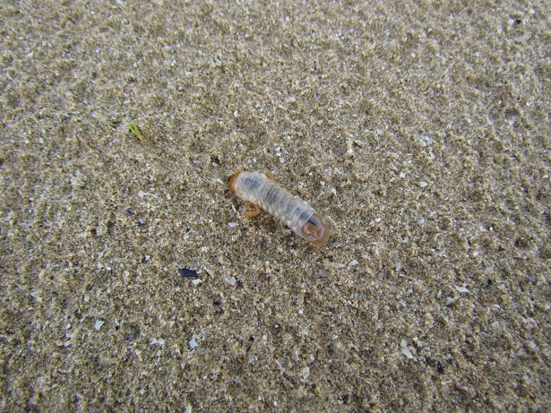 Larva di Scarabaeoidea (Melolonthidae?)