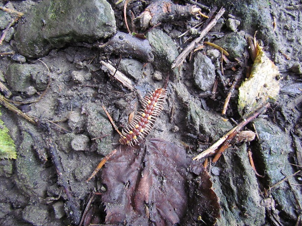 Polydesmus cfr collaris