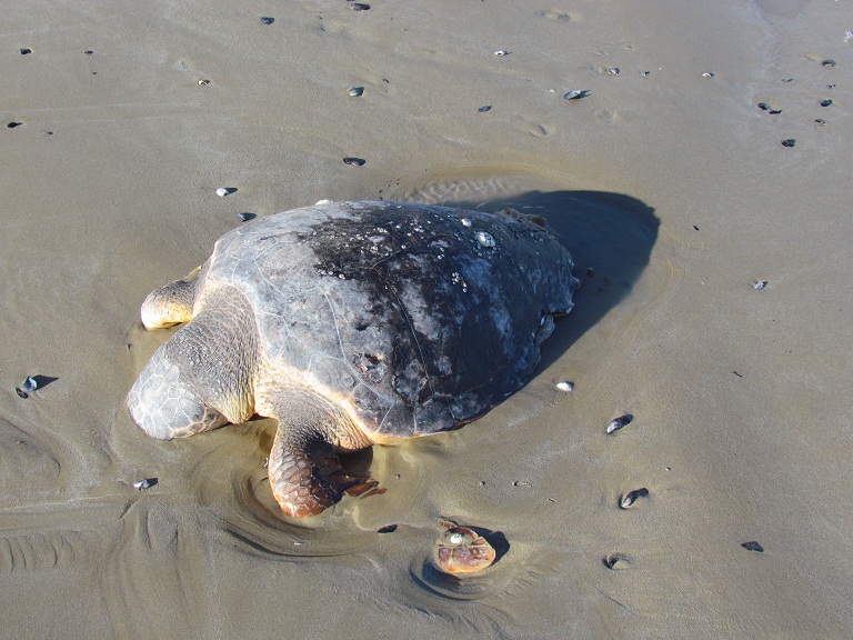 tartarughe marine spiaggiate in gran numero