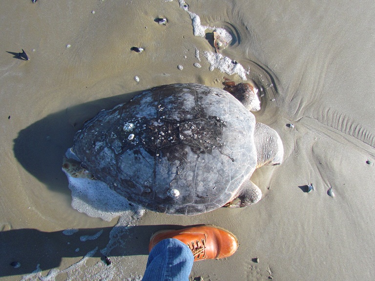 tartarughe marine spiaggiate in gran numero