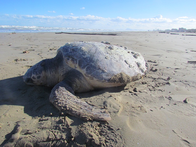 tartarughe marine spiaggiate in gran numero