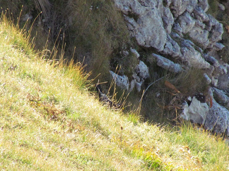 gracchi dei sibillini