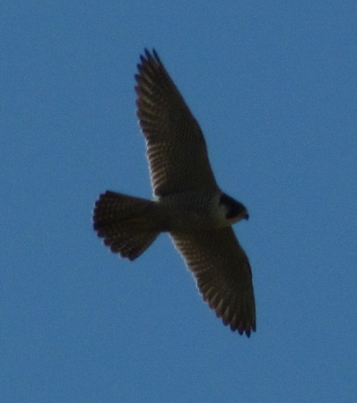 falco pellegrino - femmina sottospecie peregrinus