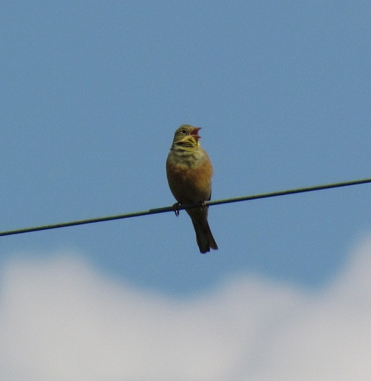 ortolano maschio - Emberiza Hortulana