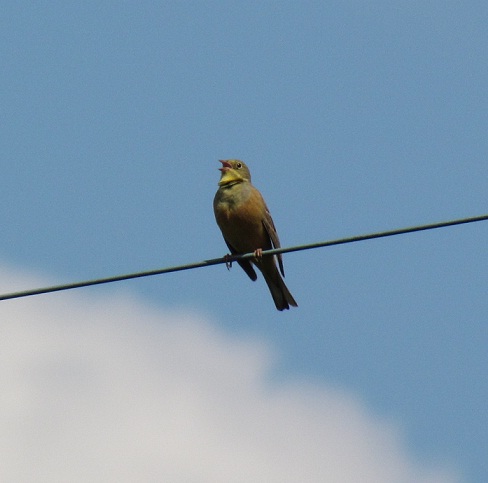 ortolano maschio - Emberiza Hortulana