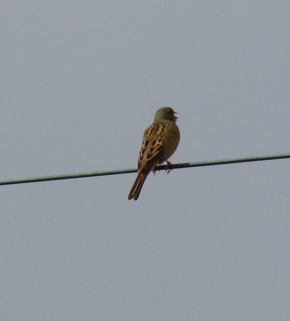 ortolano maschio - Emberiza Hortulana