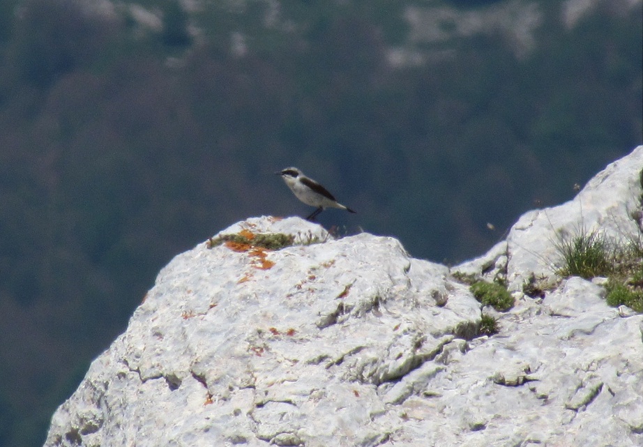 conferma identificazione Monachella Oenanthe hispanica