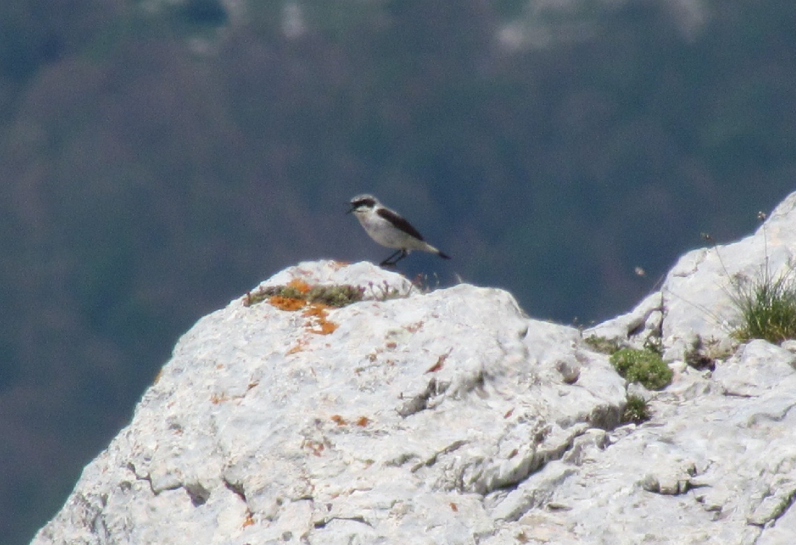 conferma identificazione Monachella Oenanthe hispanica