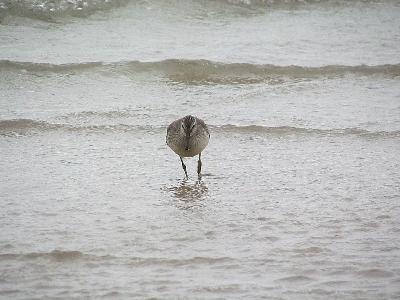 piovanello maggiore - Calidris canutus