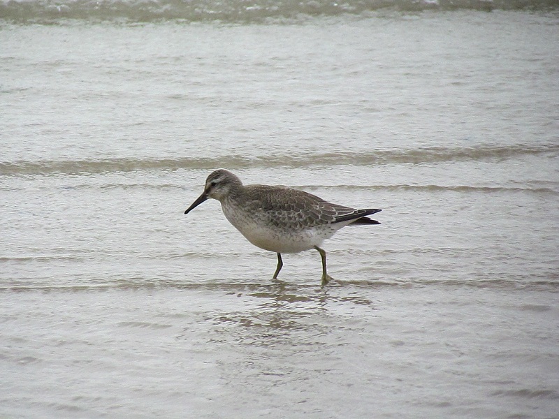 piovanello maggiore - Calidris canutus