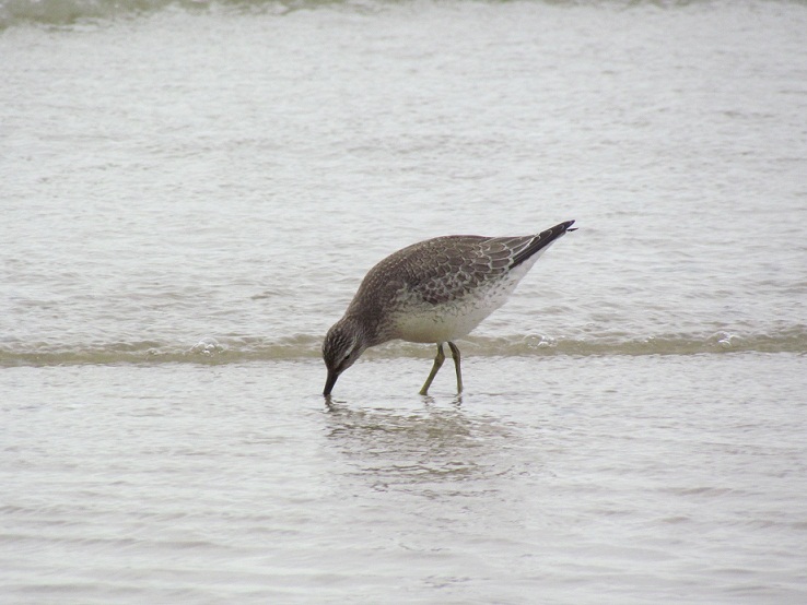 piovanello maggiore - Calidris canutus