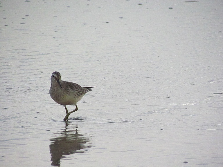 piovanello maggiore - Calidris canutus