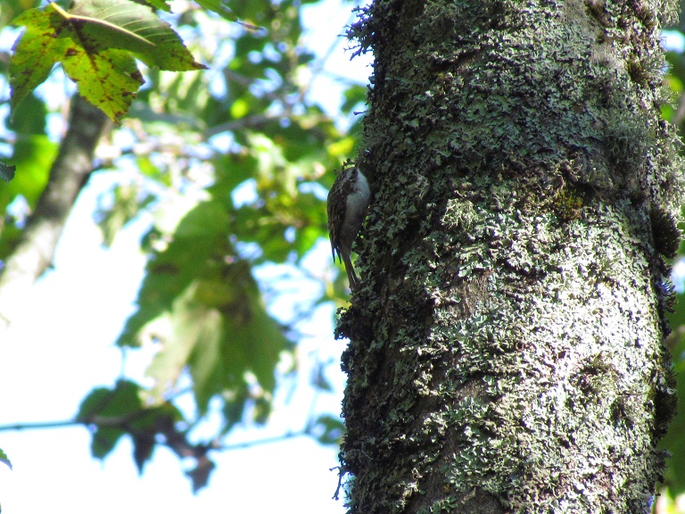 rampichino alpestre