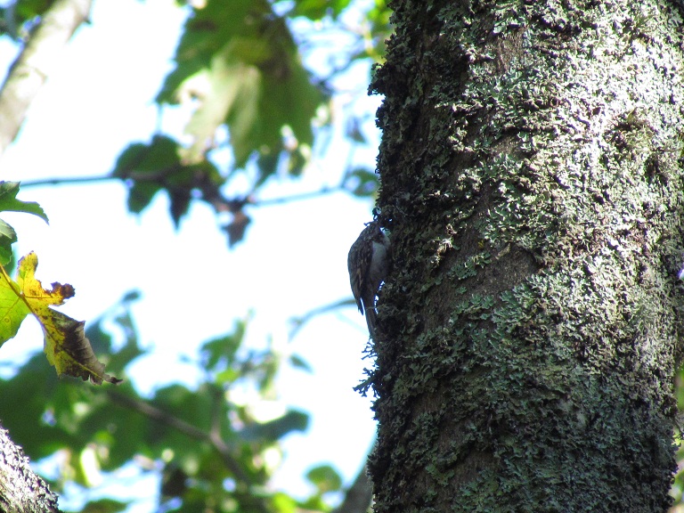 rampichino alpestre