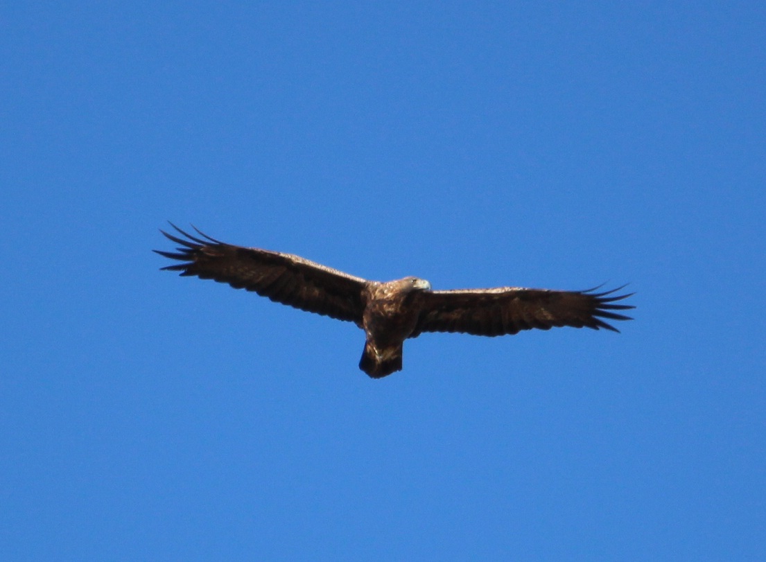 aquila reale incontrata di recente