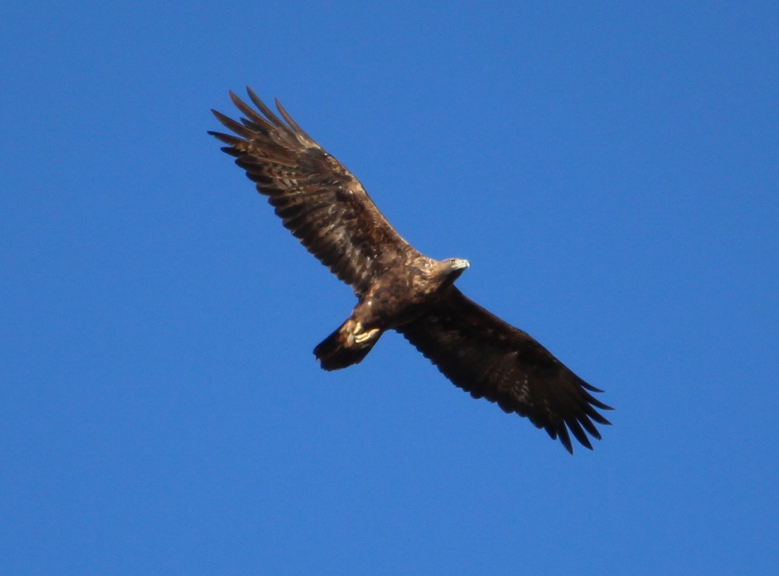 aquila reale incontrata di recente