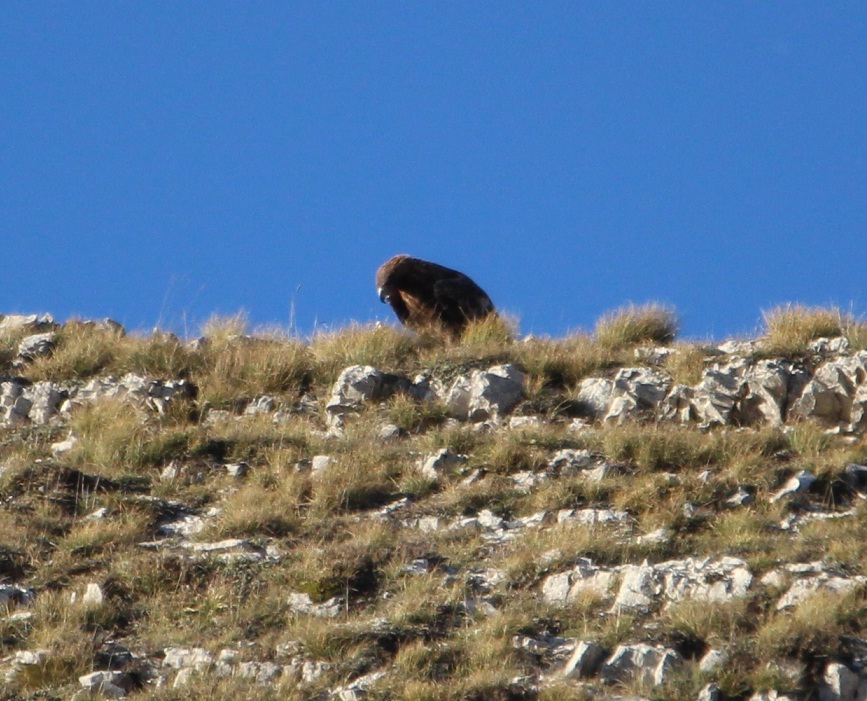 aquila reale incontrata di recente