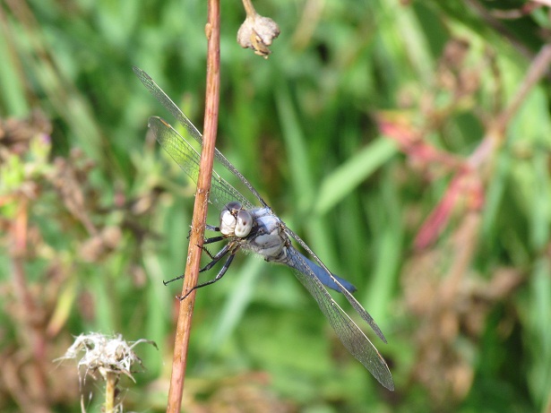 aiuto id - Orthetrum brunneum